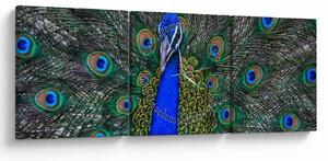 Obraz - Paw (z zegarem) (90x30 cm)