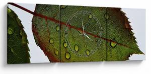Obraz - Liść róży (z zegarem) (90x30 cm)