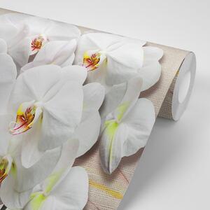 Tapeta biała orchidea na płótnie