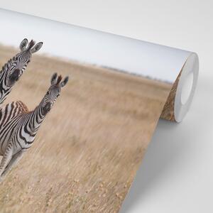 Fototapetatrzy zebry na sawannie