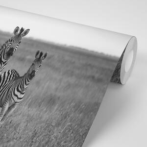 Samoprzylepna fototapeta trzy czarno-białe zebry na sawannie