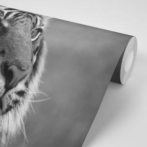 Fototapeta bengalski czarno-biały tygrys