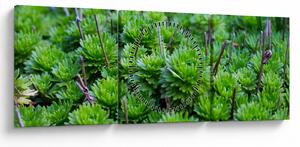 Obraz sukulentów (z zegarem) (90x30 cm)
