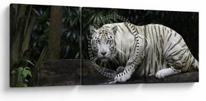 Obraz - Tygrys albinos (z zegarem) (90x30 cm)