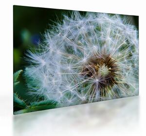 Obraz na szkle - przekwitnięty dmuchawiec (70x50 cm)