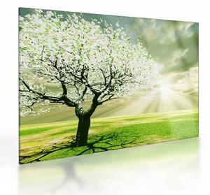 Obraz na szkle - kwitnące drzewo (70x50 cm)