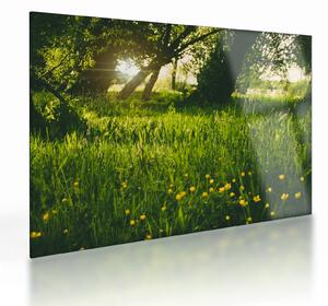 Obraz na szkle - natura - łąka (70x50 cm)