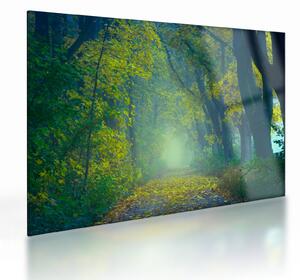 Obraz na szkle - droga wysadzana drzewami (70x50 cm)