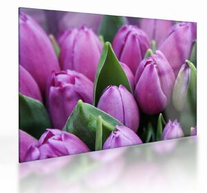 Obraz na szkle - kwiaty tulipanów (70x50 cm)