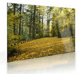 Obraz na szkle - las jesienią (70x50 cm)