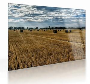 Obraz na szkle - zebrane pole zboża (70x50 cm)