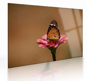 Obraz na szkle - motyl na kwiatku (70x50 cm)