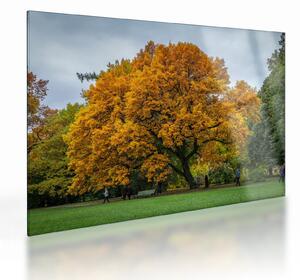Obraz na szkle - drzewo (70x50 cm)