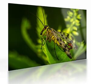 Obraz na szkle - owad (70x50 cm)