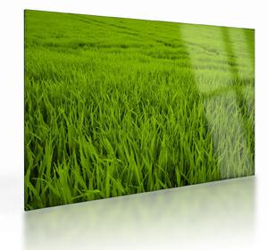 Obraz na szkle - trawa (70x50 cm)