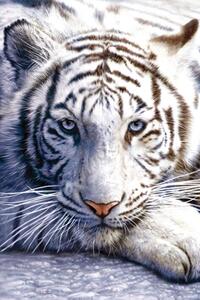 Plakat, Obraz White tiger, (61 x 91.5 cm)