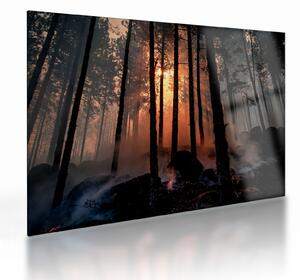 Obraz na szkle - ciemny las (70x50 cm)