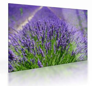 Obraz na szkle - lawenda (70x50 cm)