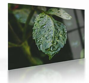 Obraz na szkle - krople na liściu (70x50 cm)