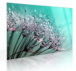 Obraz na szkle - zroszona roślina (70x50 cm)