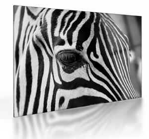 Obraz na szkle - zebra (70x50 cm)