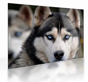 Obraz na szkle - pies husky (70x50 cm)