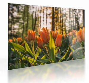 Obraz na szkle - pomarańczowe tulipany (70x50 cm)