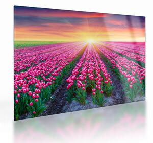 Obraz na szkle - pole tulipanów ze słońcem (70x50 cm)