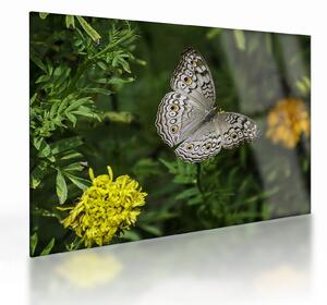 Obraz na szkle - biały motyl (70x50 cm)