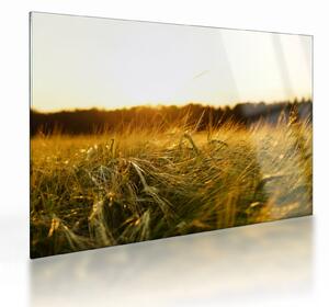 Obraz na szkle - zroszona trawy (70x50 cm)