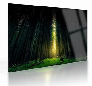 Obraz na szkle - ciemny las (70x50 cm)