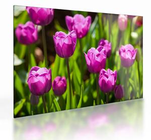 Obraz na szkle - tulipany na łące (70x50 cm)