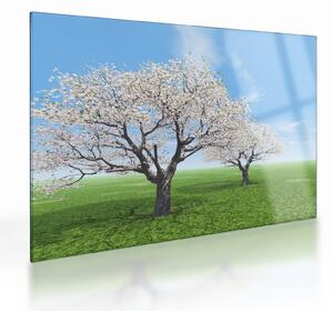Obraz na szkle - drzewa (70x50 cm)