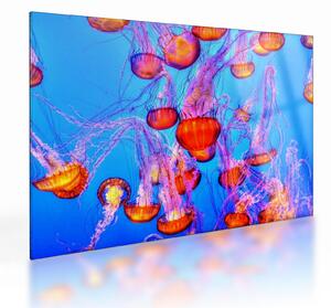 Obraz na szkle meduz w morzu (70x50 cm)