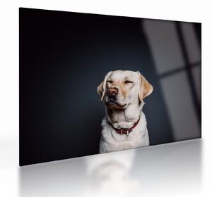 Obraz na szkle labradora (70x50 cm)