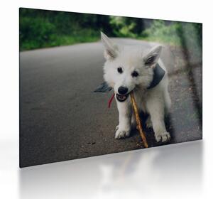Obraz na szkle białego psa (70x50 cm)