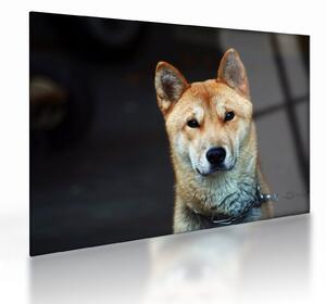 Obraz na szkle psa (70x50 cm)