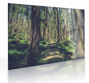 Obraz na szkle ścieżki pomiędzy drzewami (70x50 cm)