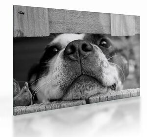 Obraz na szkle psa (70x50 cm)