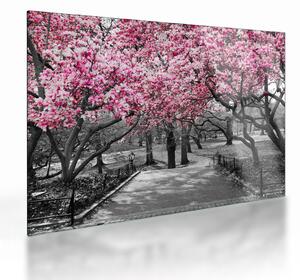 Obraz na szkle drzew magnolii (70x50 cm)