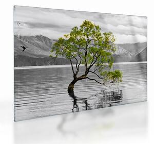 Obraz na szkle drzewa na środku jeziora (70x50 cm)