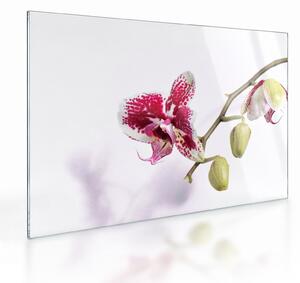Obraz na szkle kwiatu orchidei (70x50 cm)