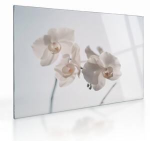 Obraz na szkle białej orchidei (70x50 cm)