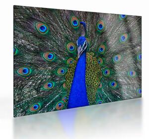 Obraz na szkle - Paw (70x50 cm)