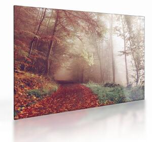 Obraz na szkle - Jesienny spacer po lesie (70x50 cm)