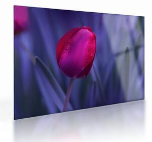 Obraz na szkle pąka tulipana (70x50 cm)