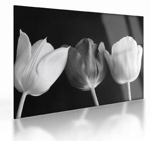 Obraz na szkle - Czarno - białe kwiaty tulipanów (70x50 cm)