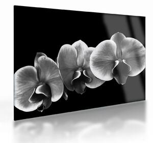 Obraz na szkle kwiatu orchidei (70x50 cm)