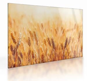 Obraz na szkle - pole z ziarnami (70x50 cm)