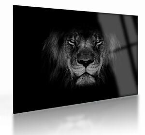 Obraz na szkle - lew i jego majestatyczność (70x50 cm)